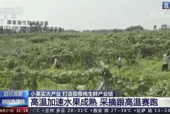 央視新聞中的天然蕓苔素、生物農(nóng)藥助力綠色農(nóng)業(yè)、品牌農(nóng)產(chǎn)品更有價值